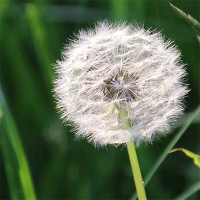 Dandelion seed head